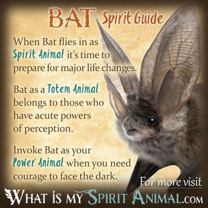 bat spirit animal