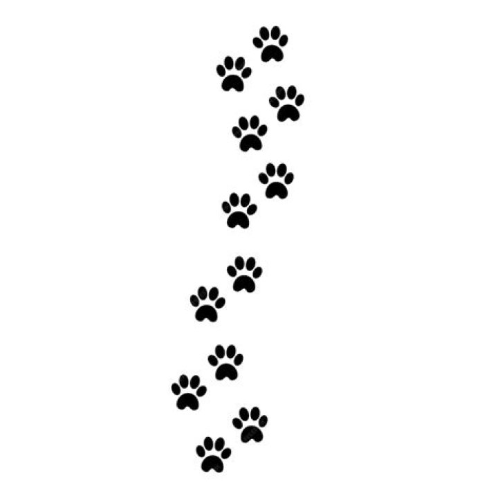 cat footprints