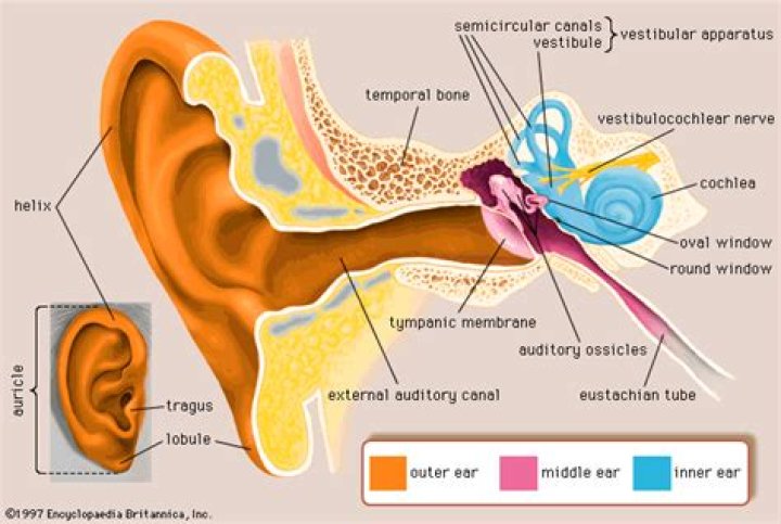 ear
