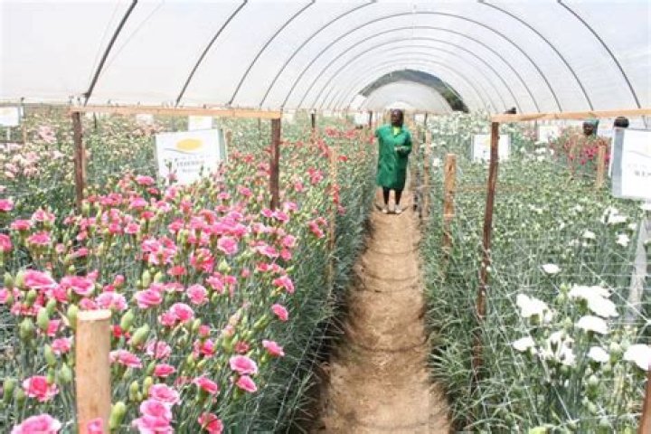 flower farms in Kenya flower farms in Kenya