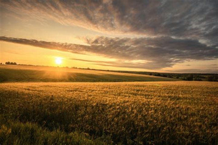 Grass Field