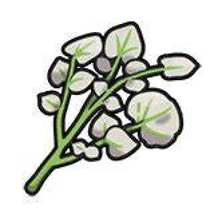 Herba Mystica - Bulbapedia, the community-driven Pokémon encyclopedia