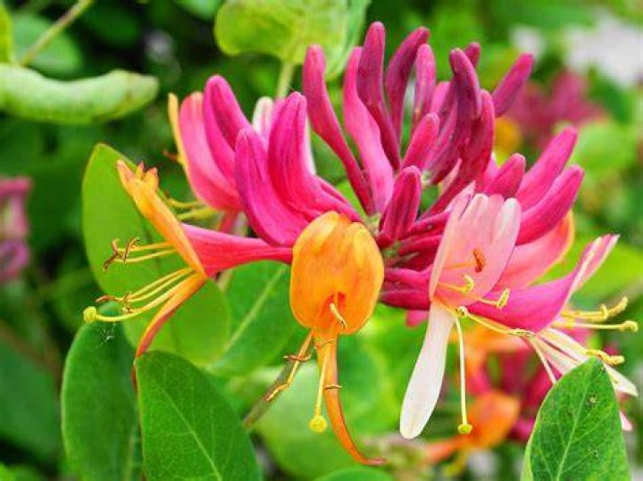 honeysuckle