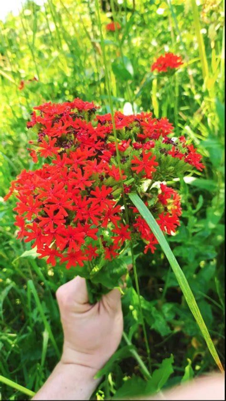 maltese-cross
