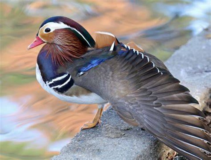 mandarin-duck
