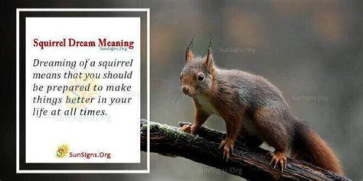 Squirrel In Your Dream - Meaning, Interpretation And Symbolism