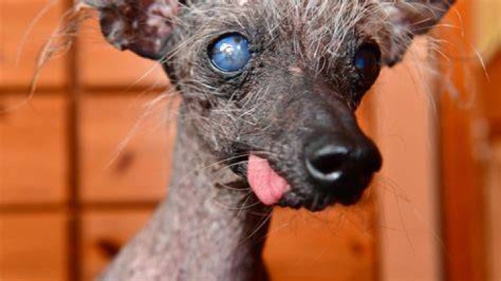 Toothless and almost bald dog named third ugliest pet in the world