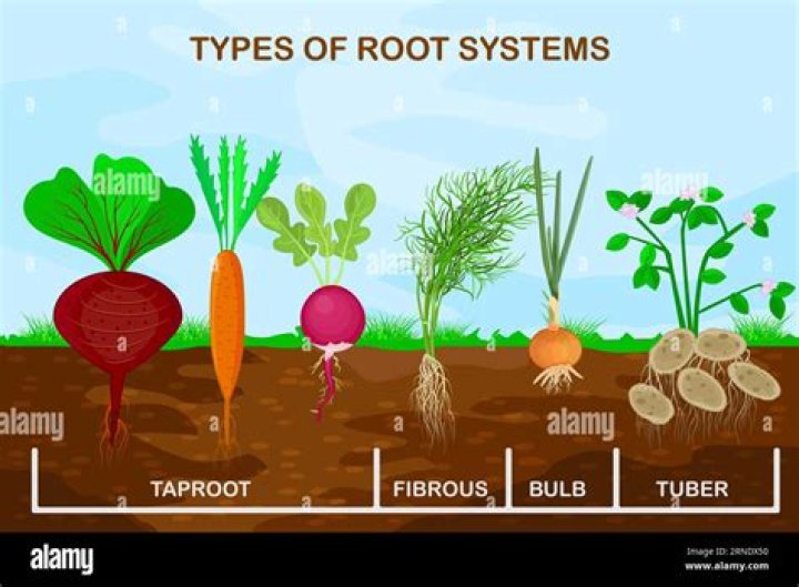 Tuber Delmar