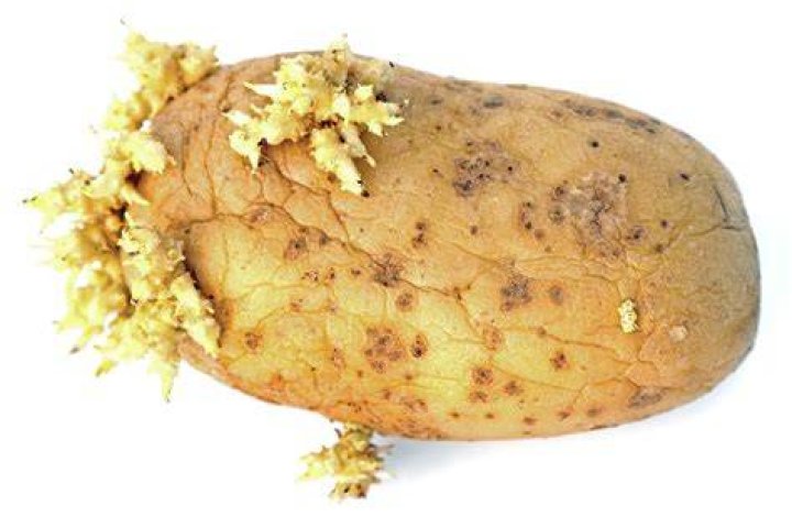 Tuber Marlene